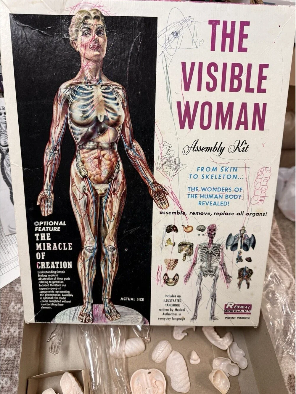 Vintage 1960 The Visible Woman Assembly Kit - #804 Made By Renwal New York USA